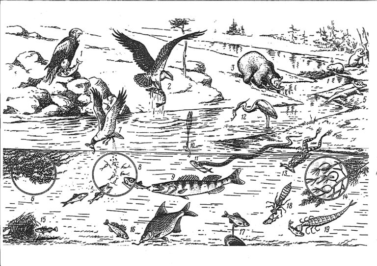 Ecosistemi Fluviali